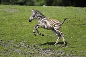 Burchell's Zebra - foal running across meadow, Emmen, Holland