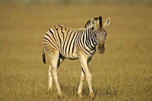 Images Dated 16th April 2005: Burchell's Zebra foal wandering through grass savanna Etosha National Park, Namibia, Africa