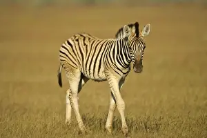 Bush Prints: Burchell's Zebra foal wandering through grass savanna Etosha National Park