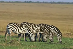 Graze Prints: Burchell's Zebra - grazing