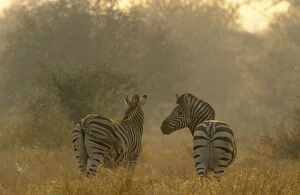 Burchelli Gallery: Burchell's Zebra - on a hazy morning