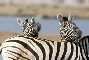 Burchells Zebra - two heads looking over back