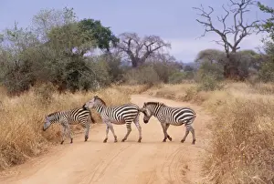 Tracks Prints: Burchell's Zebra JD 13940 Tanzania Africa Equus burchelli © John Daniels / ARDEA LONDON