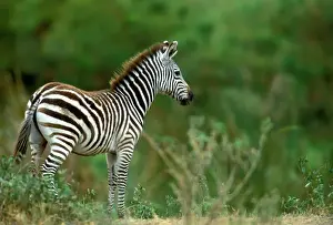 Burchell's Zebra Maasai Mara, Africa
