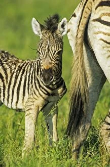 Burchelli Gallery: Burchell's Zebra mare with foal during the rainy
