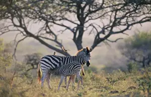 Burchell's Zebra - mother & young suckling, in evening light
