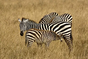 Burchells Gallery: Burchell's Zebra nursing, Ngorongoro Crater
