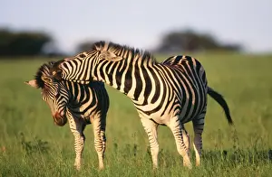 Burchell's Zebra - Pair interacting KwaZulu-Natal Midlands, South Africa