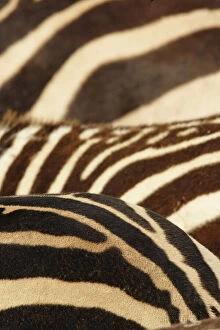 Burchells Gallery: Burchell's Zebra pattern of stripes, Equus