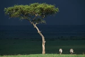 Stand Out Collection: Burchell's Zebra Storm clouds. Maasai Mara, Africa
