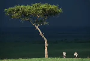 Stand Out Prints: Burchell's Zebra Storm clouds. Maasai Mara, Africa