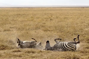 Burchell's Zebra taking dirt bath, Ngorongoro