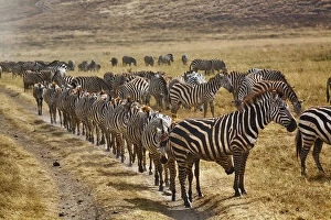 Burchell's Zebra waiting in line for dust