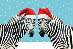 South Africa Gallery: Burchell's Zebra - wearing Christmas hats on pink