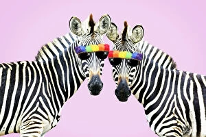 Burchell's Zebra, wearing rainbow coloured sunglasses on pink background Date: 23-Sep-10