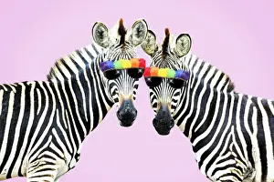 National Park Prints: Burchell's Zebra, wearing rainbow coloured sunglasses on pink background