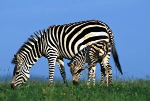 Images Dated 15th September 2004: Burchell's Zebra with young. Maasai Mara, Africa