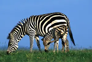 Burchell's Zebra with young. Maasai Mara, Africa