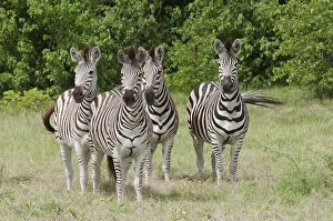 Burchellii Gallery: Four Burchell's Zebras on alert at Kwara