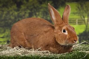 Burgundy Gallery: Burgundy Fawn Rabbit