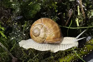 Mollusc Prints: Burgundy Snail - edible snail. Alsace - France