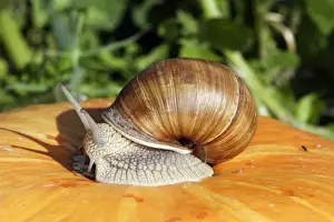 Burgundy Snail - edible snail. Alsace - France