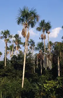 Buriti Palm Trees Rainforest, Amazon Basin, Manu National Park, Peru