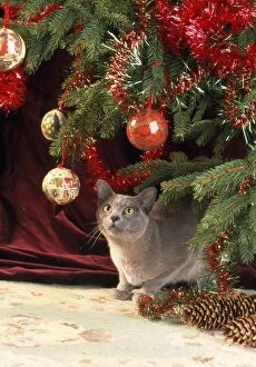Images Dated 3rd December 2008: Burmese Cat - under Christmas tree