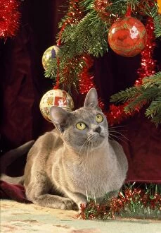 Images Dated 3rd December 2008: Burmese Cat - under Christmas tree
