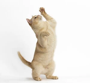 New Images March 2018 Gallery: Burmese Cat on hind legs