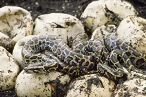 Burmese Python - hatchlings