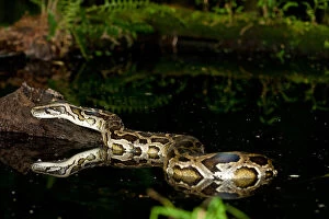 Burmese Gallery: Burmese Python, Python molurus bivittatus