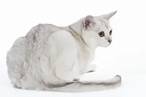 Burmilla Cat - 6 month old kitten in studio