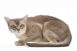 Burmilla Cat - in studio