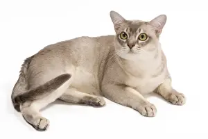Burmilla Cat - in studio