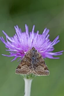 Images Dated 28th June 2006: Burnet Companion Moth - on knapweed