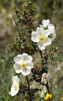Images Dated 9th May 2005: Burnet Rose - wild species