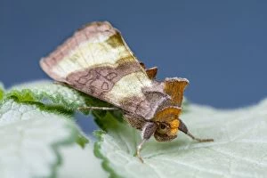 Images Dated 1st July 2013: Burnished Brass Moth