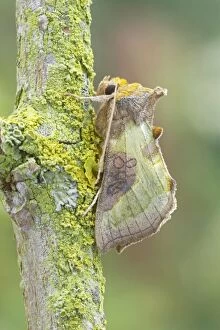 Butterflies And Moths Gallery: Burnished Brass Moth