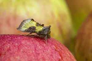 Brass Gallery: Burnished Brass Moth - on Apple - Cornwall - UK