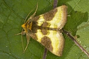 Moth Collection: Burnished Brass moth (Diachrysia chrysitis), Dorset garden