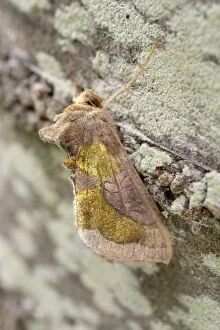 Burnished Gallery: Burnished brass moth, Norfolk UK