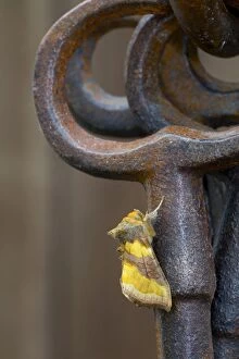 Images Dated 9th July 2012: Burnished Brass Moth - on Ornamental Keys