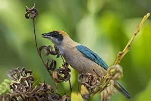 Burnished Gallery: Burnished-buff Tanager, Los Llanos, Colombia
