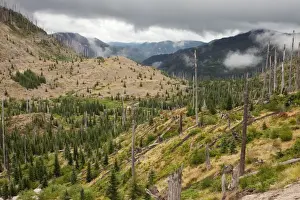 Burnt coniferous forest regenerating following eruption, on Mount St Helens National Park, Washington, USA, North America