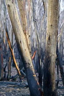 Eucalypt Prints: Burnt Eucalyptus Tree JLR 2 Dargo high plains - Alpine National Park