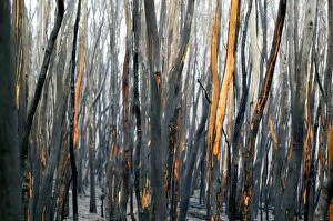 Images Dated 9th February 2011: Burnt Eucalyptus Trees JLR 3 Dargo high plains - Alpine National Park