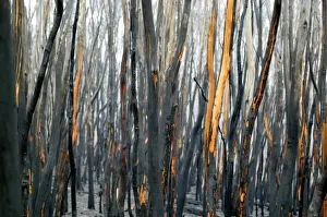 Fires Prints: Burnt Eucalyptus Trees JLR 3 Dargo high plains - Alpine National Park