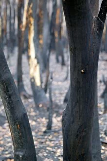 Images Dated 9th February 2011: Burnt Eucalyptus Trees JLR 4 Dargo high plains - Alpine National Park