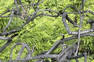 Stems Gallery: Burnt Gorse Stems - with Bracken in the background